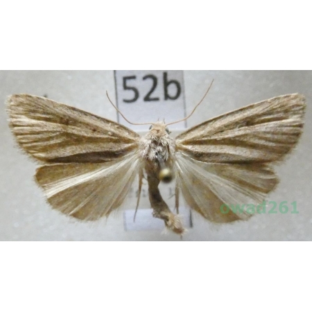 Athetis gluteosa (Treitschke, 1835) Slovakia52b